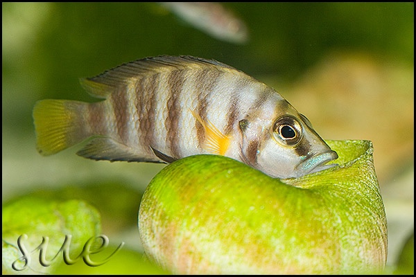 Altolamprologus sp. 'compressiceps shell' Cape Kachese